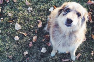 Mirada perro