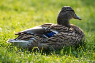Pato en el pasto