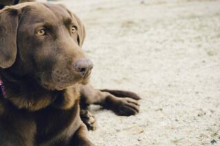 Mirada perro café
