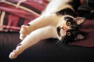 Gato estirandose