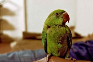 Pájaro verde