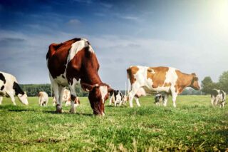 Vacas pastando